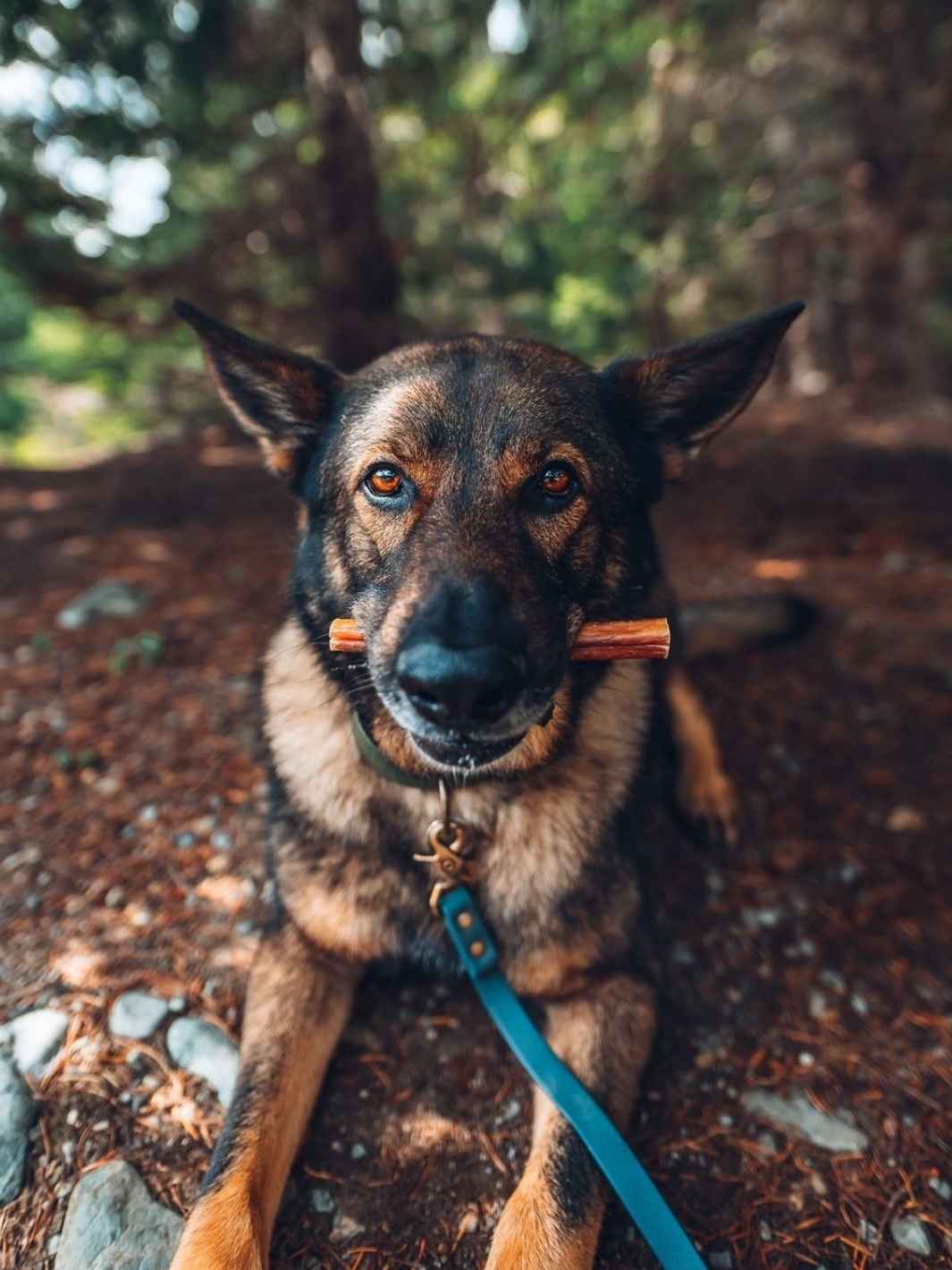 Truffe Délice - Wholesale Pet Treats - Dog - Beef esophagi1