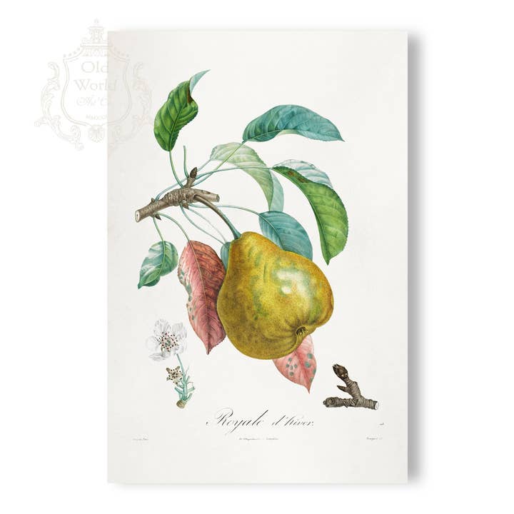 Royale d'Hiver Pear Print for wholesale by Old World Art Co.