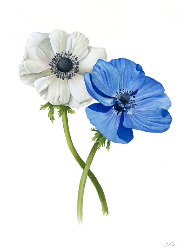 Anemone Watercolor Print – Botanical Wall Art for wholesale by Art by Emma Lian