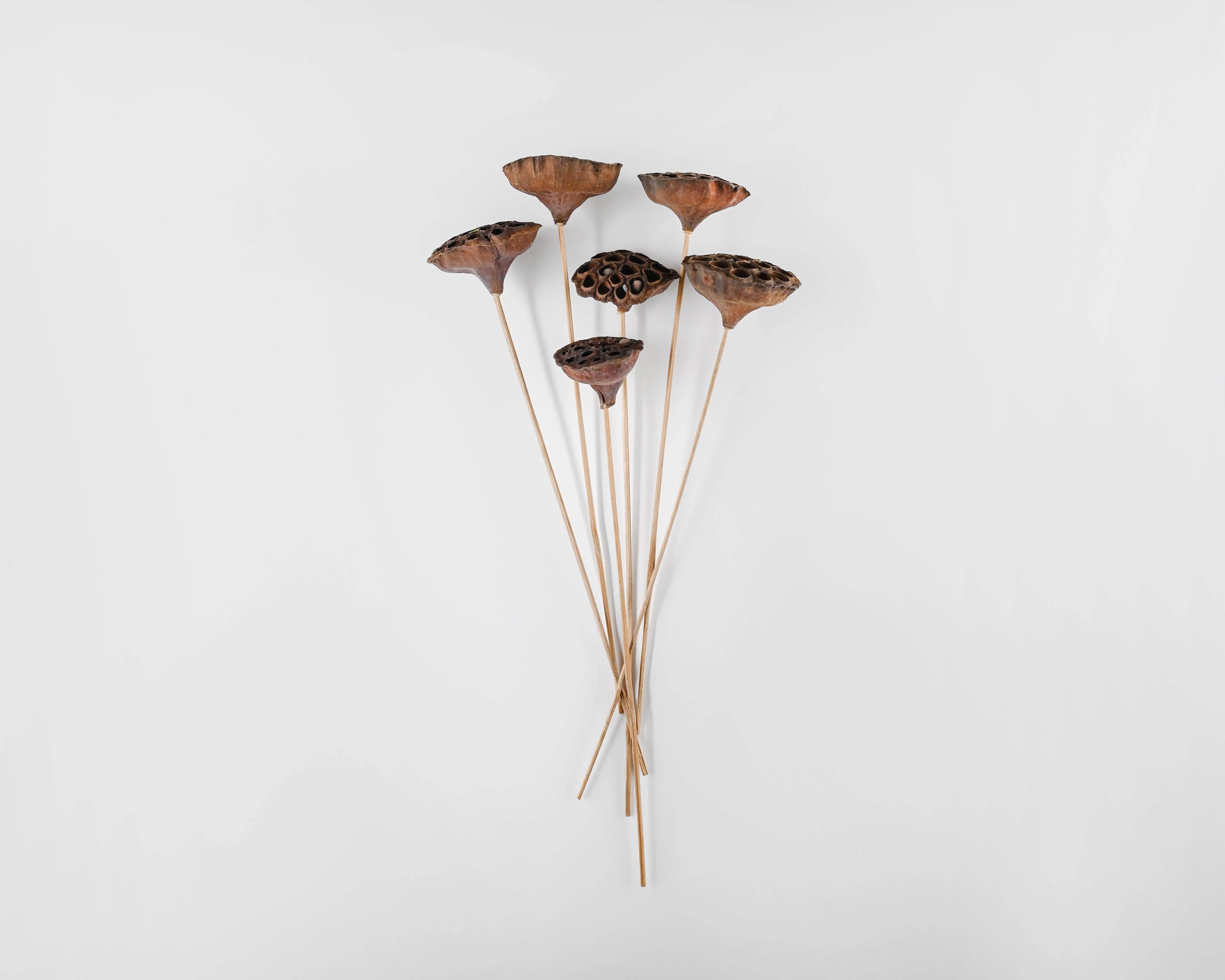 Dried Decor - Vente Fleur séchée/pressée - Gousses de lotus séchées | Naturel2