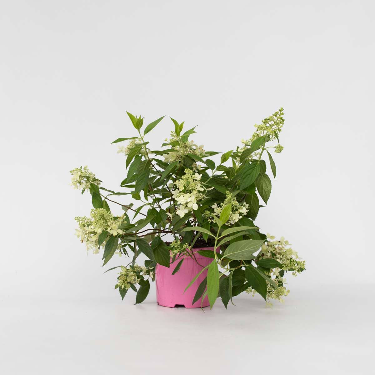 Oasis of Life - Wholesale Live Plant - Hydrangea Hortensie – Hydrangea Paniculata 'Confetti' – Fragrant panicled hydrangea with delicate flowers in white, pink & green – Hardy to -30°C – For garden, terrace & balcony – Height 25–40cm – Ø19cm