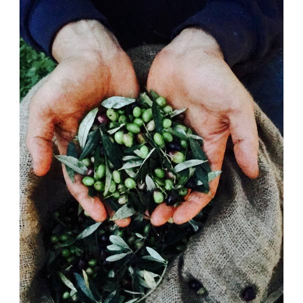 Zakarian Collection - Wholesale Olive Oil - Zakarian Ultra-Premium Pantry Starter Pack8