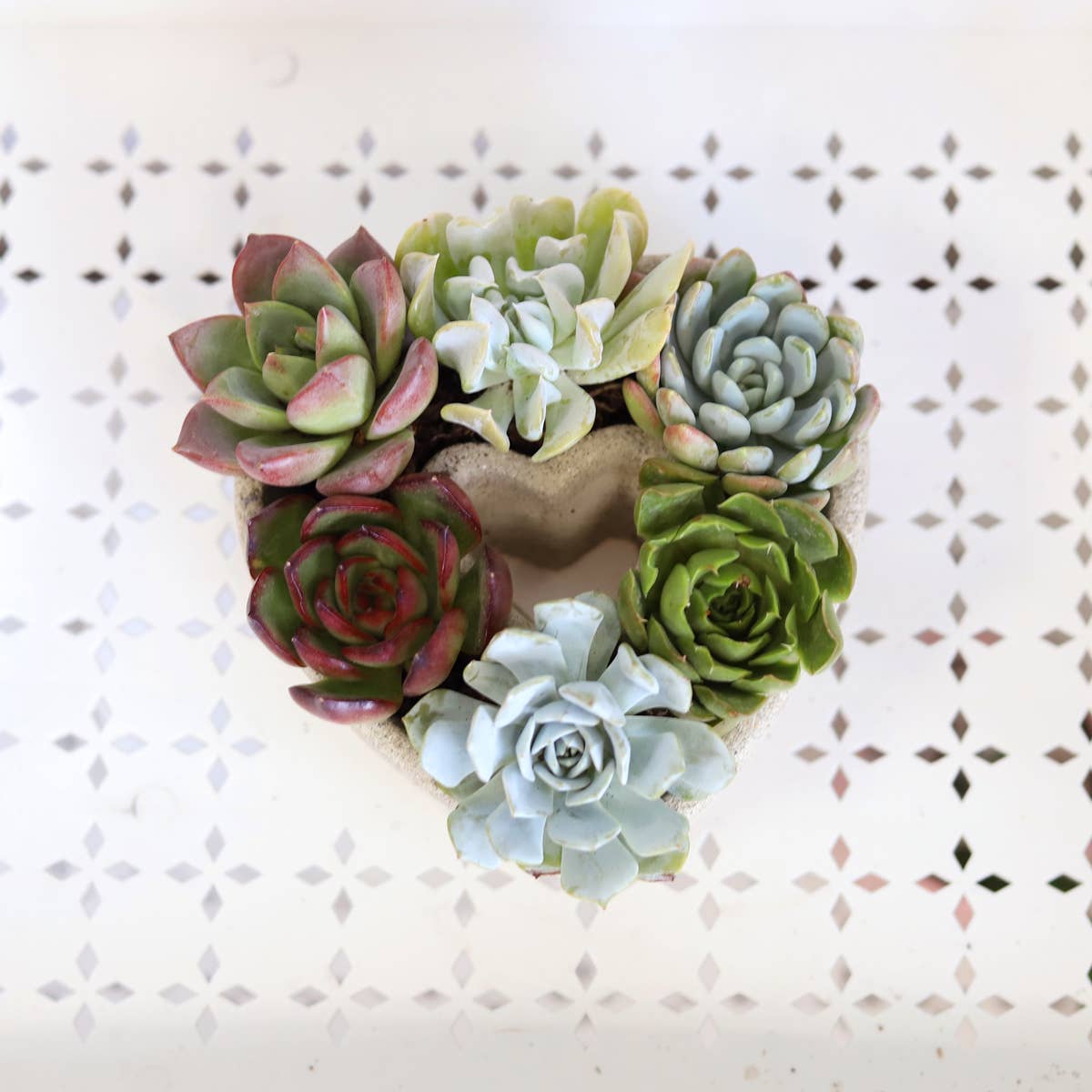 Best Plant Friend - Wholesale Succulent - Succulent Heart Arrangement - Succulent Gift Decor Ideas4