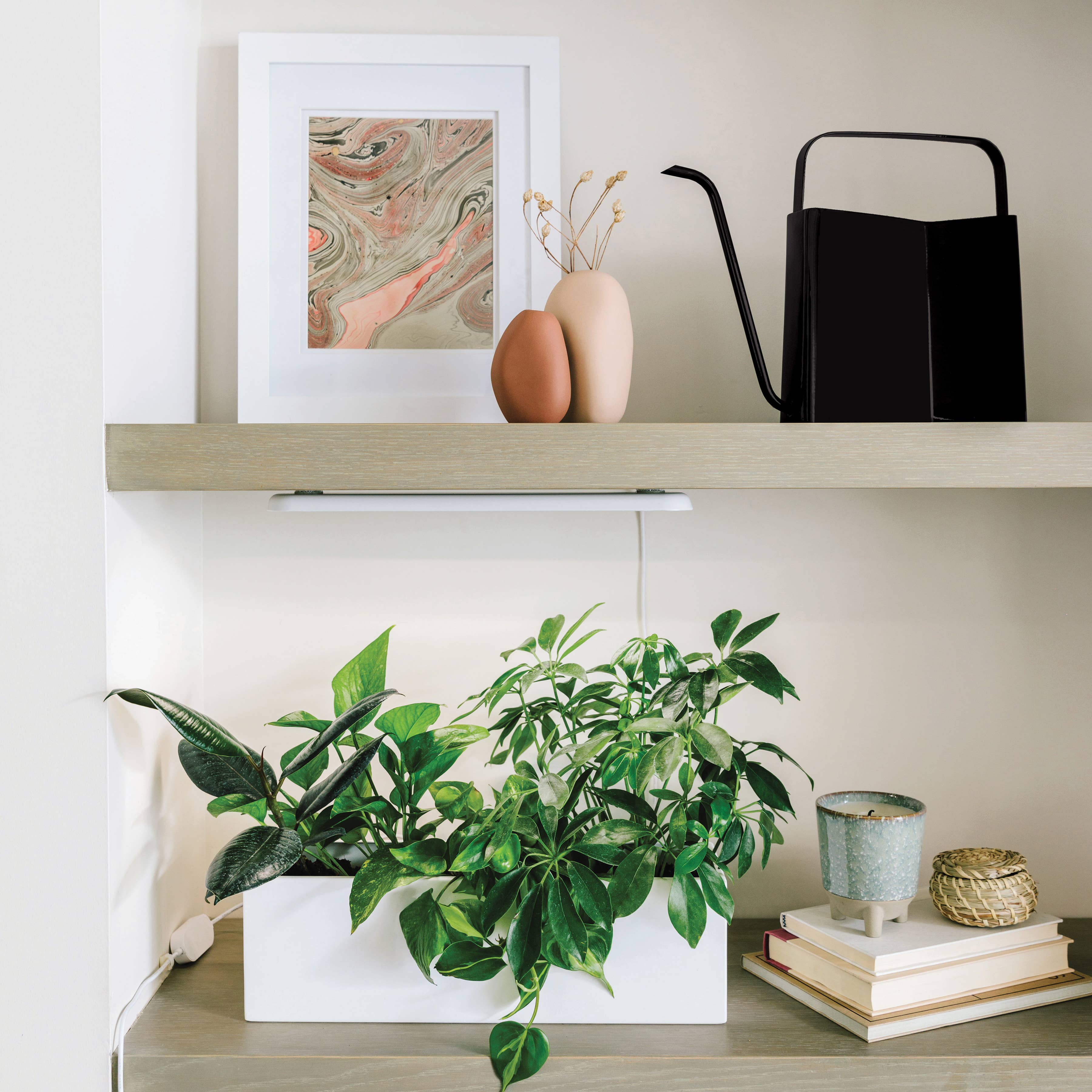 Modern Sprout - Wholesale Watering Can - Modern Watering Can6