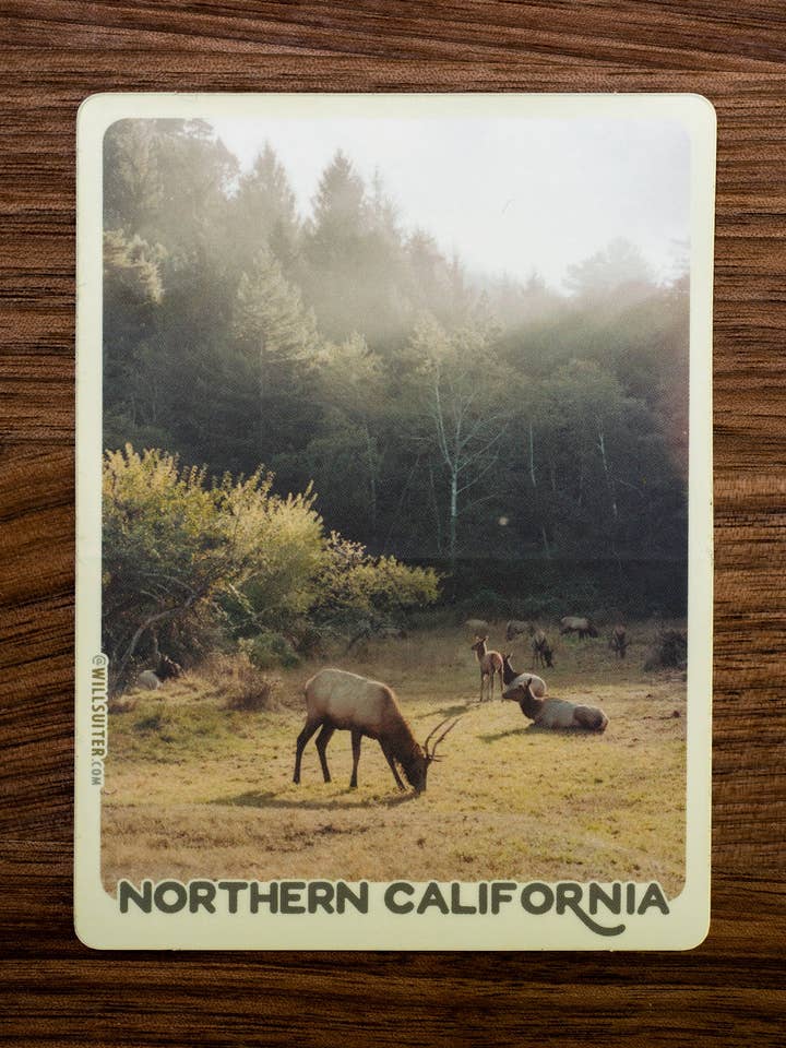 Autocollant Elk in Morning Light - Californie du Nord de 3 x 4 pouces pour la vente par Will Suiter Photography & Studio