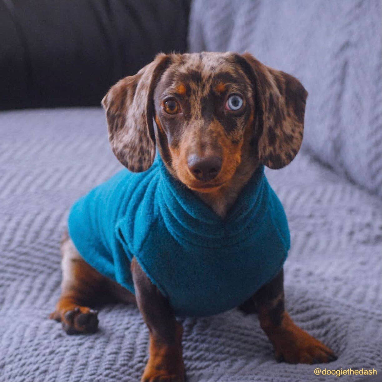 Doghouse – wholesale Pet jumper – Dog – Dachshund Fleece Jumper7
