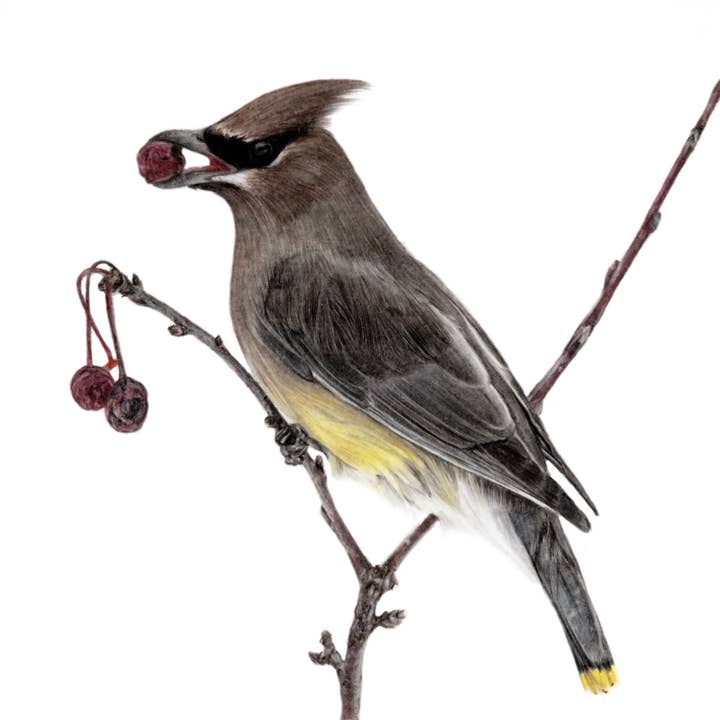 "Caught in the Act" Waxwing Backyard Bird Fine Art Print for wholesale by Jenna Chartrand Coloured Pencil Fine Artist