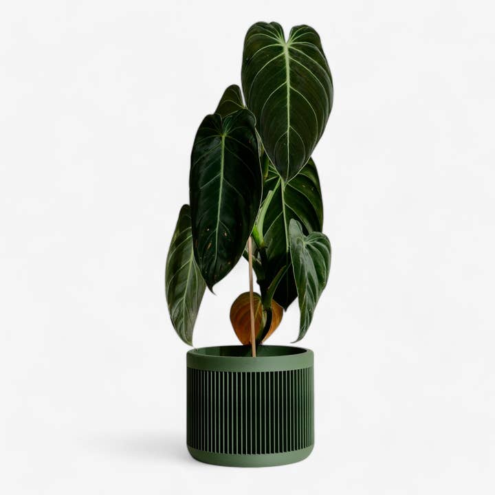 MINIMUM DESIGN - Wholesale Plant Pot - Indoor Plant House - Beige, Black, Green, Mist white, Terracotta - JAPAN15