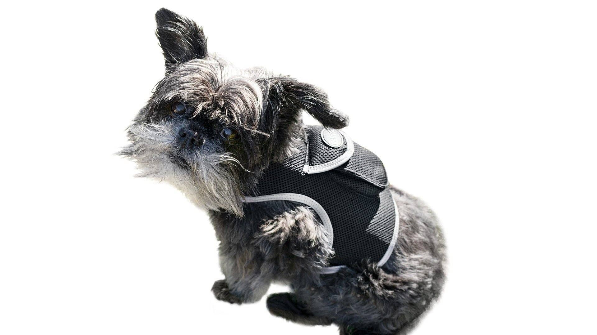 Naomi's Happy Place Shop - Venta al por mayor Collar - Gatos y perros - Mantén a tu mascota segura con el dispositivo de rastreo GPS para collar de perro + aplicación para teléfono Tamaño:M7