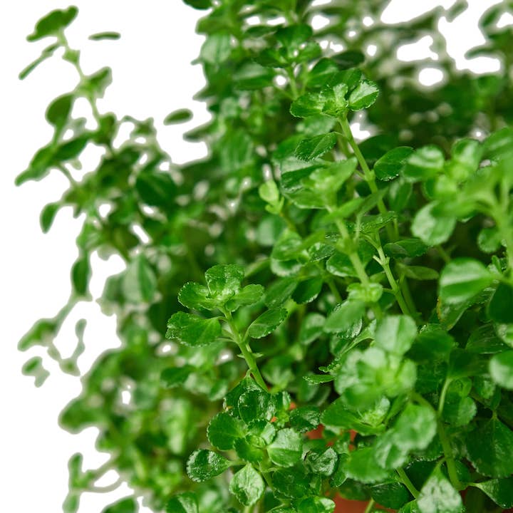 House Plant Wholesale - Wholesale Live Plant - NETTLE BABY TEAR 6-inch