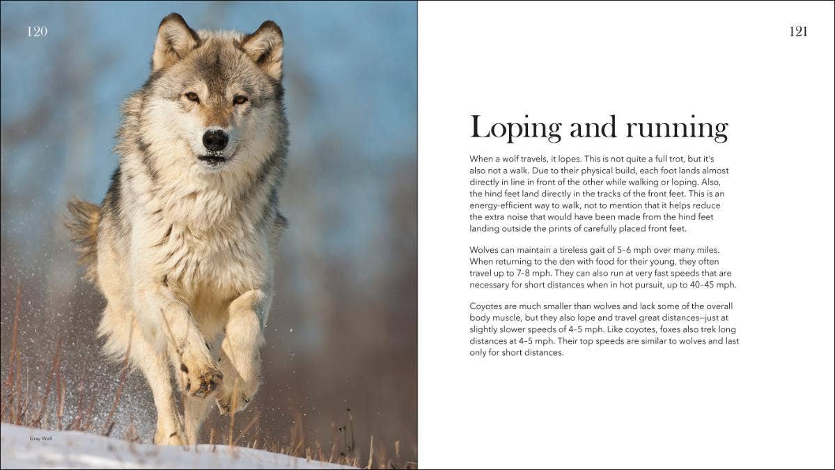 AdventureKEEN - Vente Nature et plein air - Loups, coyotes et renards6