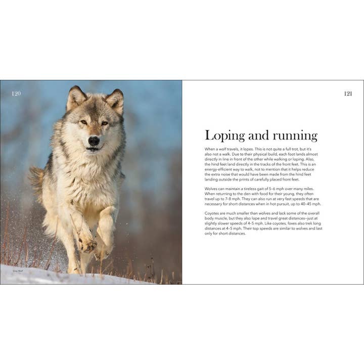 AdventureKEEN - Wholesale Nature & Outdoors - Wolves, Coyotes & Foxes6