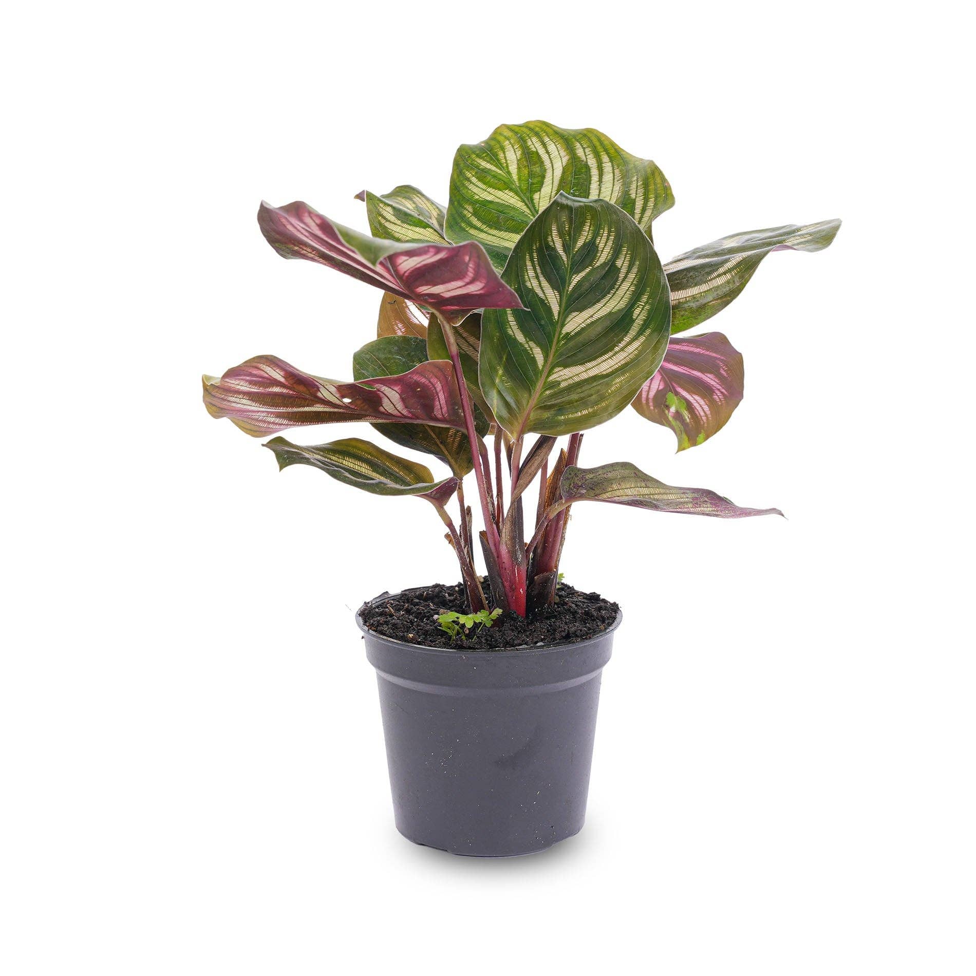 Trendhero.nl/b2b - Wholesale Live Plant - Calathea Makoyana - Peacock plant - Terrarium plant2