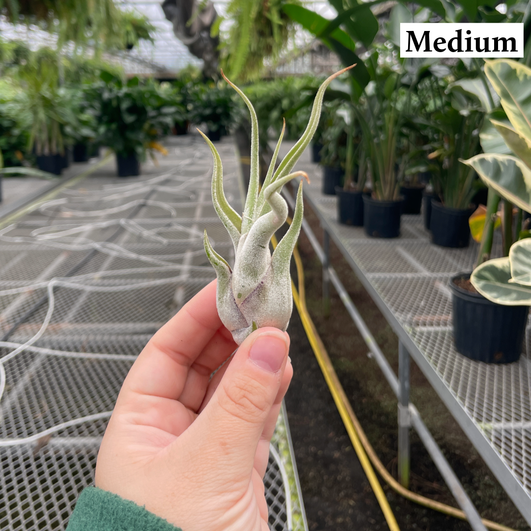 Thorsen's Greenhouse - Wholesale Live Plant - Air Plant - Assorted6