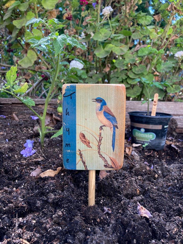 Marcador de jardín Scrub Jay, personalizable, arte de jardín para venta al por mayor de Streetlightbirds