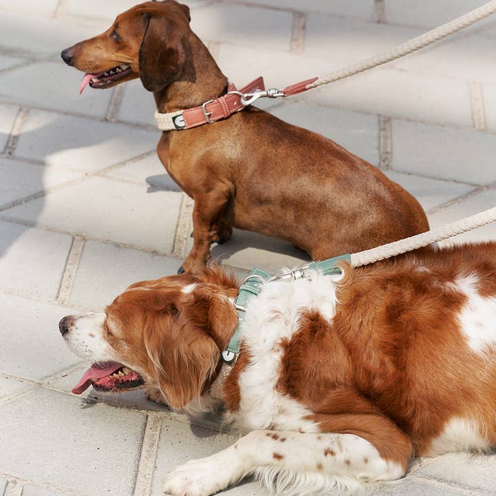 CAFIDE – coleira - Cão por atacado – Colar Couro Vegan Castanho, Corda