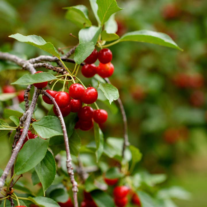 Ritual Chocolate - Wholesale Chocolate Bar - Cherry Vanilla Dark Chocolate Bar 70% Cacao4