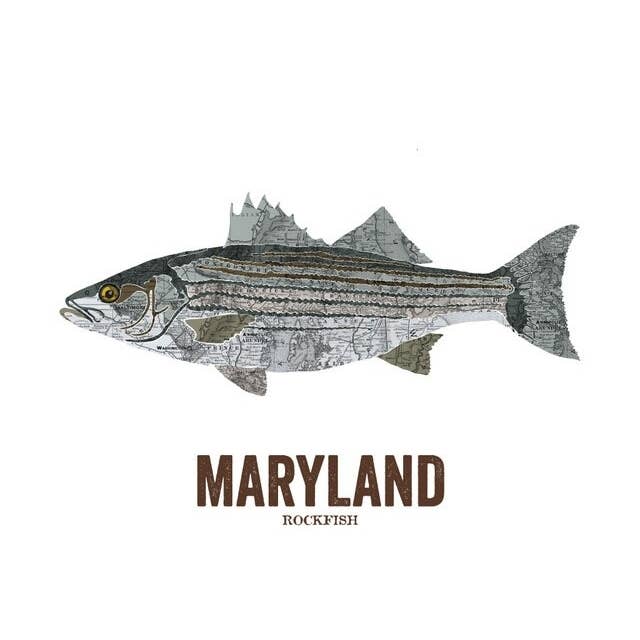 Poissons d'État du Maryland, Carte Art - Sébaste pour la vente par Wooden Pencil Company