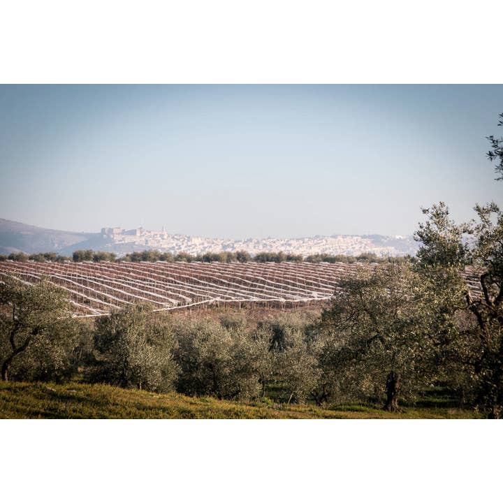 Terradiva Azienda Agricola Biologica - Wholesale Olijfolie - ANDANTE biologische extra vierge olijfolie gemaakt in Italië - delicaat3