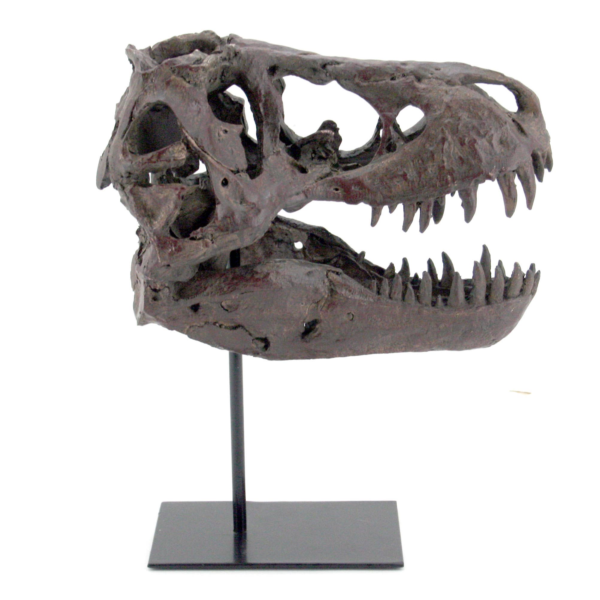 Wholesale Faux T-Rex Tyrannosaurus Rex Dinosaur Medium Fossil Skull for  your store - Faire