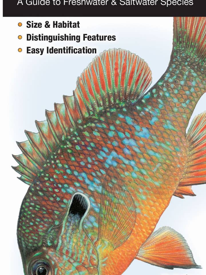 Fishes of Chesapeake Bay for wholesale by Quick Reference Publishing, Inc