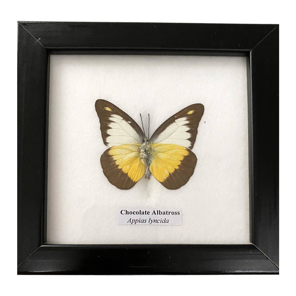 VIE – wholesale Wall Accent – Butterfly Mounted Under Glass, Assorted17