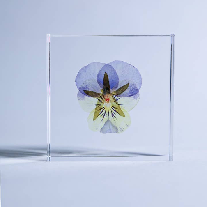 Sola cube - Wholesale Decorative Tabletop Object - Viola1