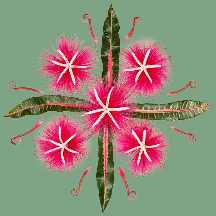 Pink Limu for engroshandel hos Lola Pilar Hawaii