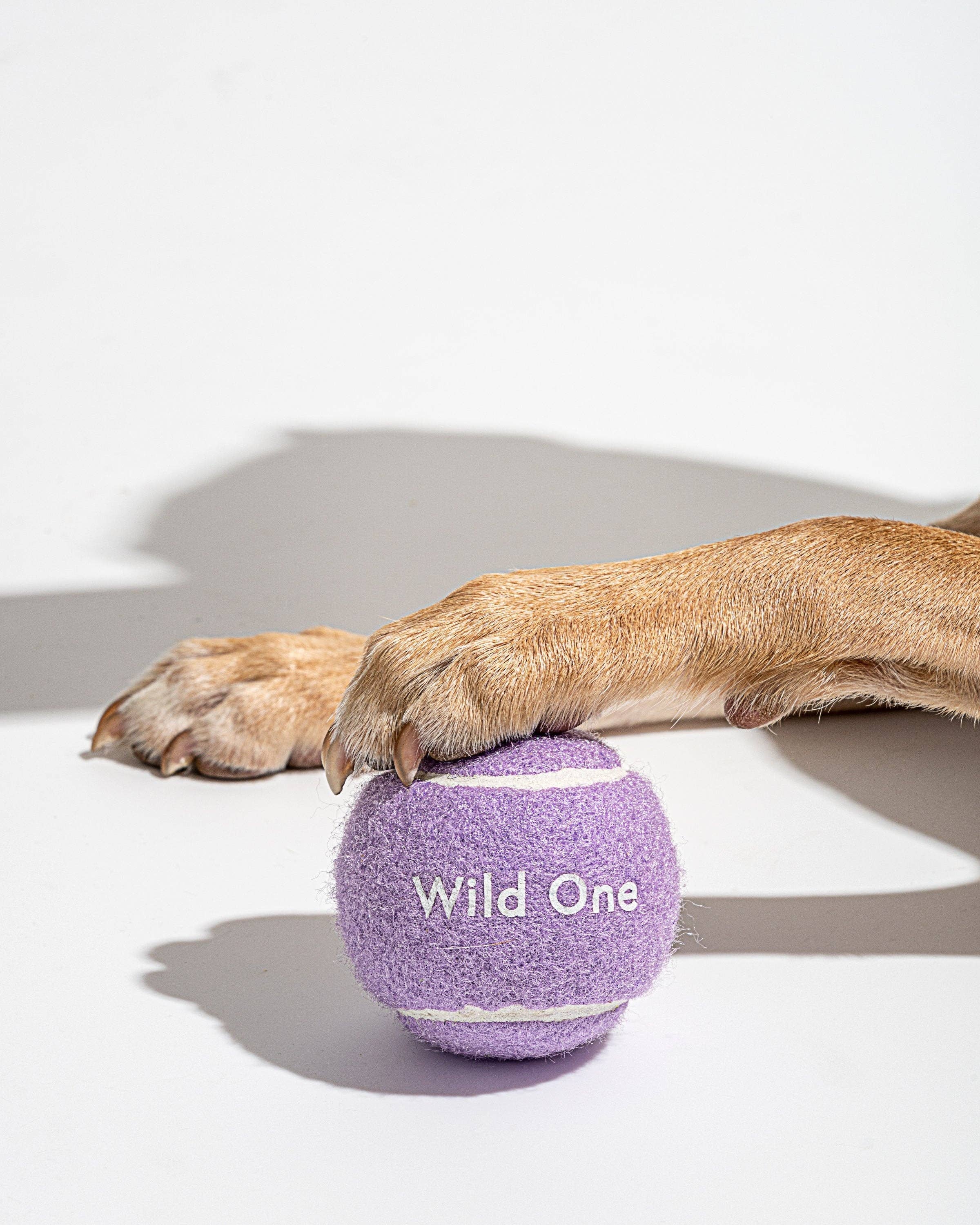 Wild One - Wholesale Pet Fetch Ball - Dog - 4 Tennis Balls2