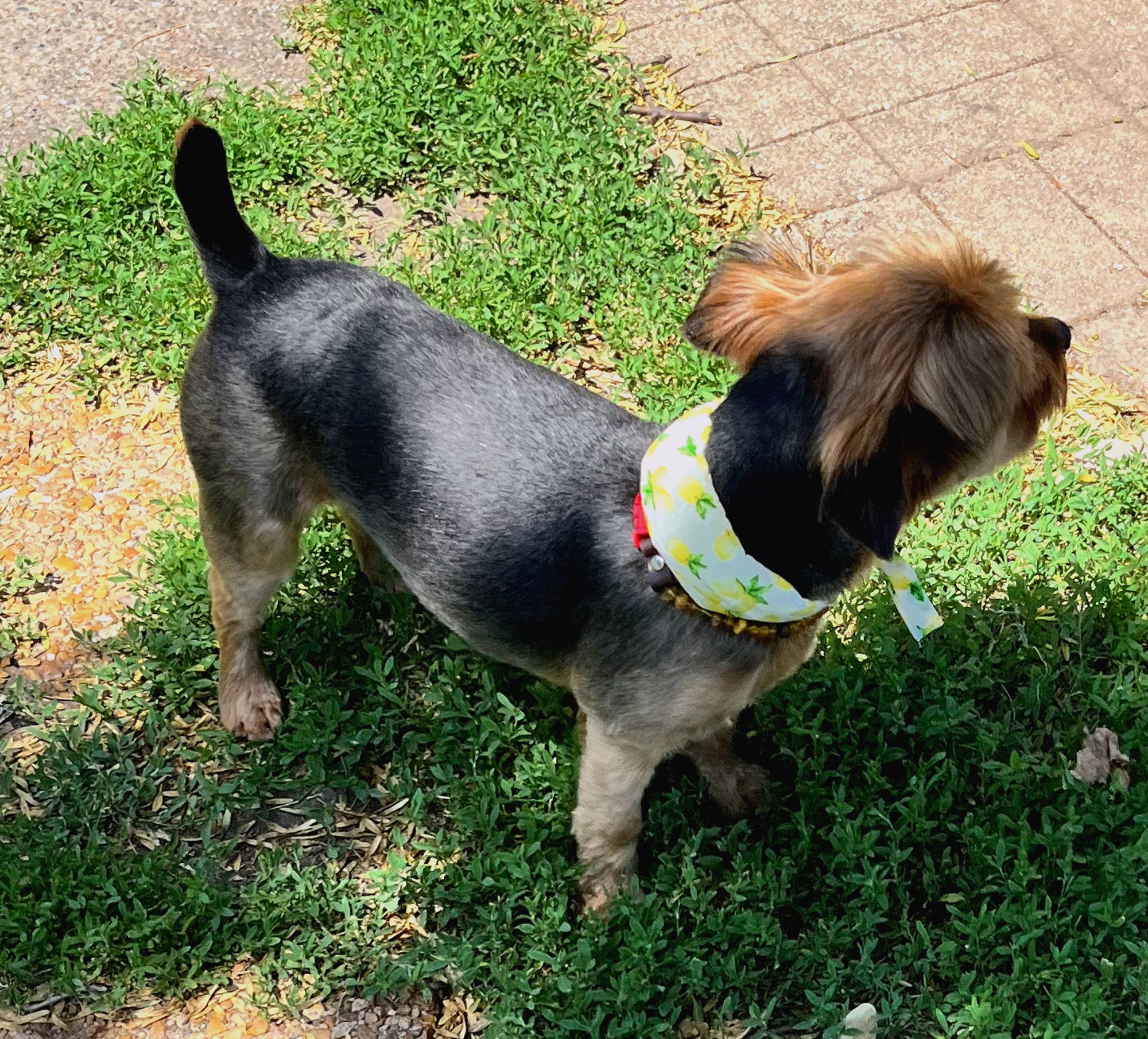 Whiskers 'n Paws Unique Pet Gifts, LLC – Großhandel Haustier-Bandana – Hund – Kühlender Halswickel für Hunde und Katzen5