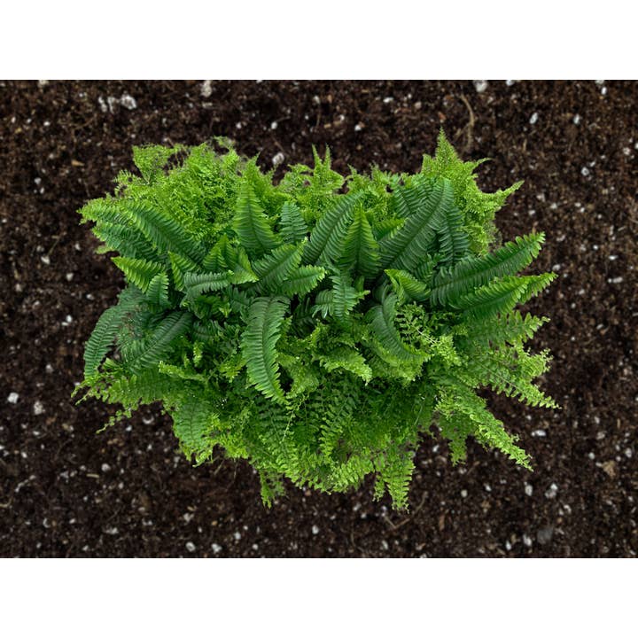 Central Florida Ferns & Foliage - Wholesale Live Plant - 4" Boston Fern Assortment - Nephrolepis Exaltata