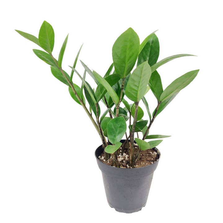 Best Plant Friend - Wholesale Live Plant - ZZ Plant - Zamioculcas Zamiifolia Houseplant - 4/6 inch Pot