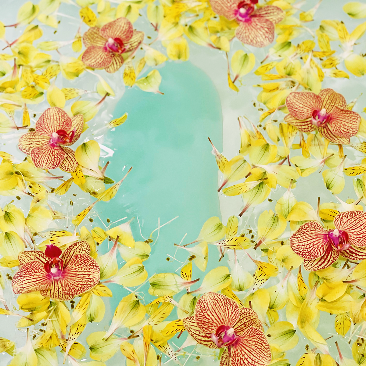 Bath Bean - Wholesale  - Bath Bean®16