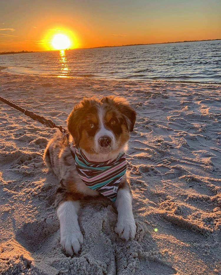 Sam & Nala | intentional style for pets & their people - Venta al por mayor Bandana - Perros - Bandana para Perros Flutter By – Hecho a Mano y de Comercio Justo2