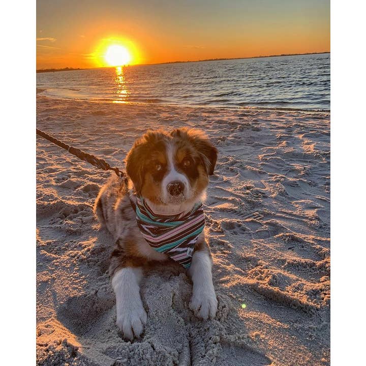 Sam & Nala | intentional style for pets & their people – Bandana - Cão por atacado – Bandana para Cão Flutter By – Feito à Mão & Comércio Justo2