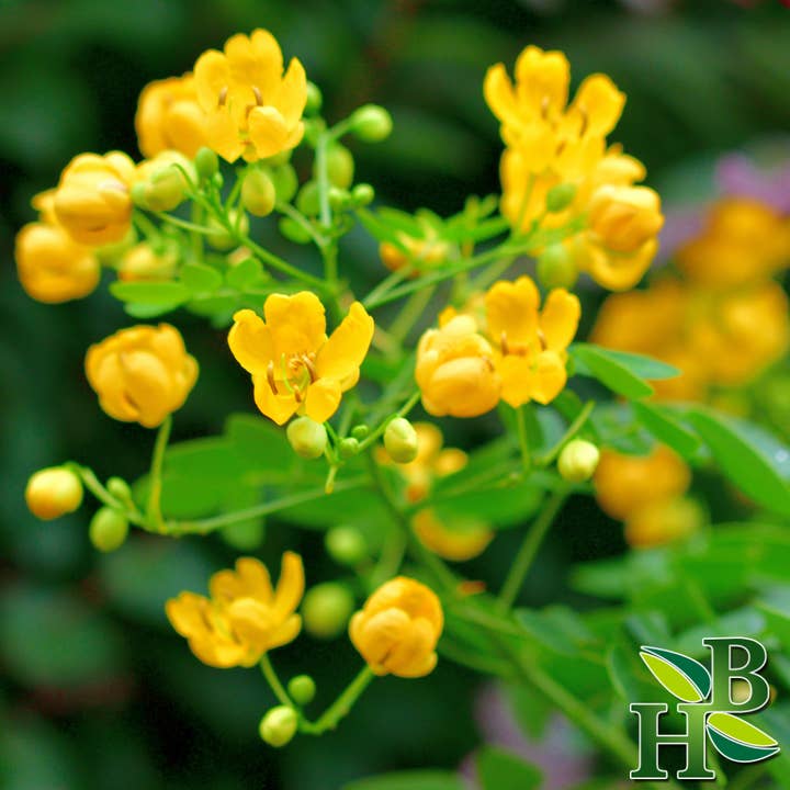 Herb To Body - Wholesale Herbs - Senna Leaf Whole2