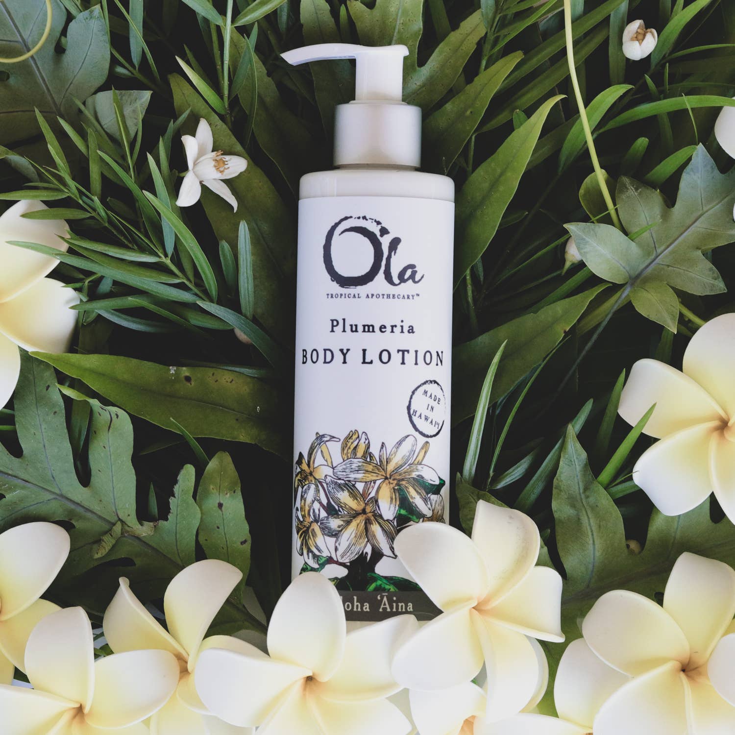 Ola Tropical Apothecary - Wholesale Body Cream/Lotion - Plumeria Body Lotion | 8 fl oz2