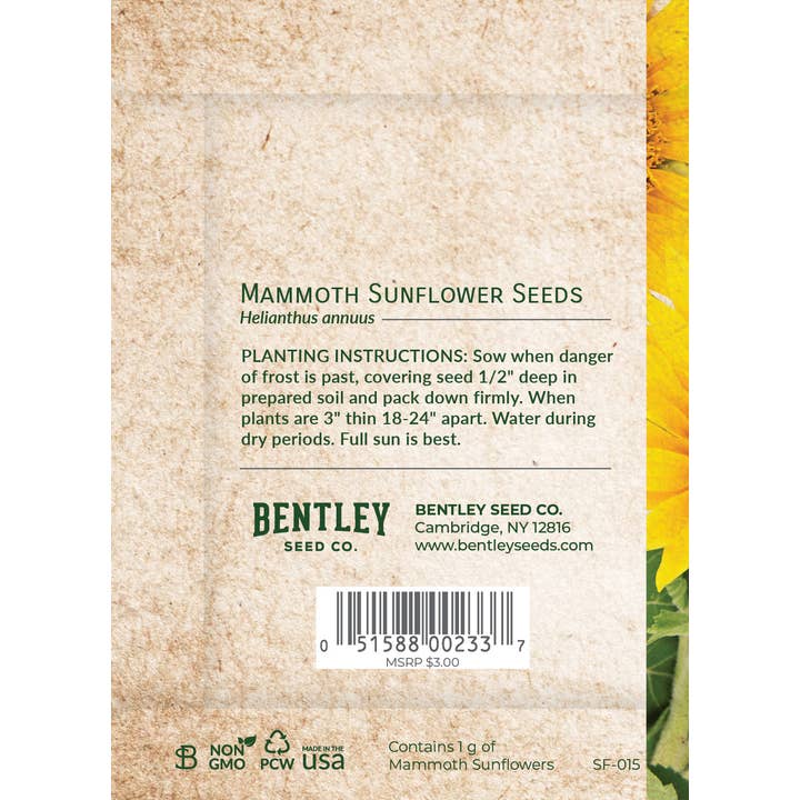 Bentley Seed Co. - Wholesale Thank You Card - Thank You - Mammoth Sunflower1