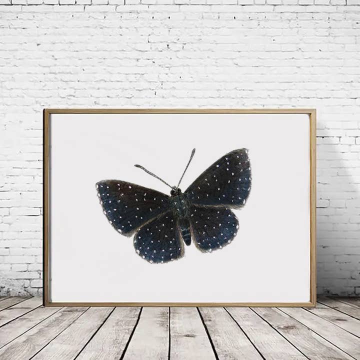Starry night metalmark butterfly - A4 Print (landscape) for wholesale by Hidden Planet