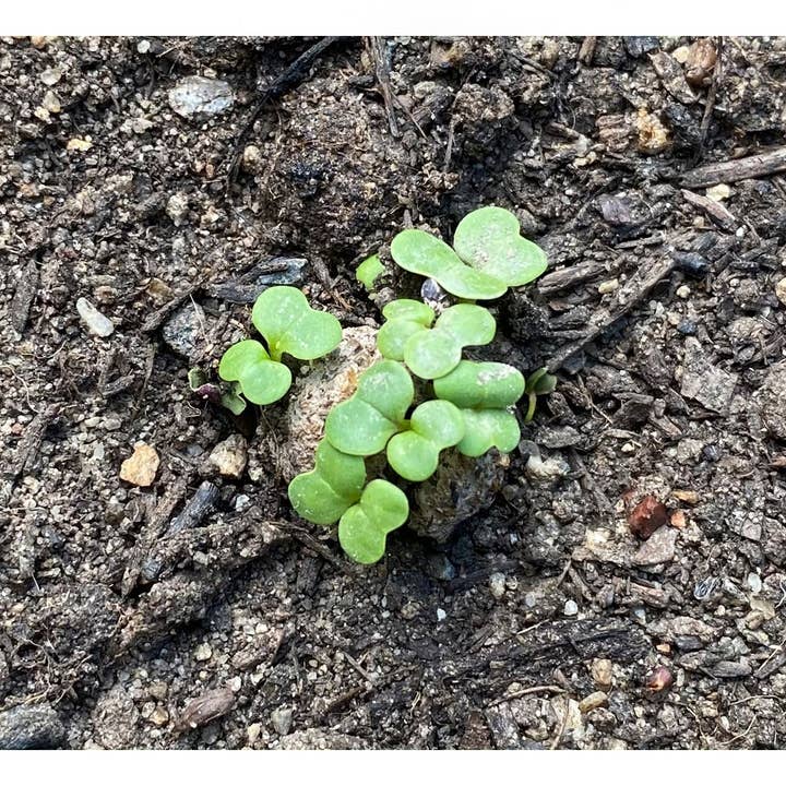 Urban Greens - Wholesale Plant Seeds - Seed Balls Counter Display including 30 Tins of Seed Balls18