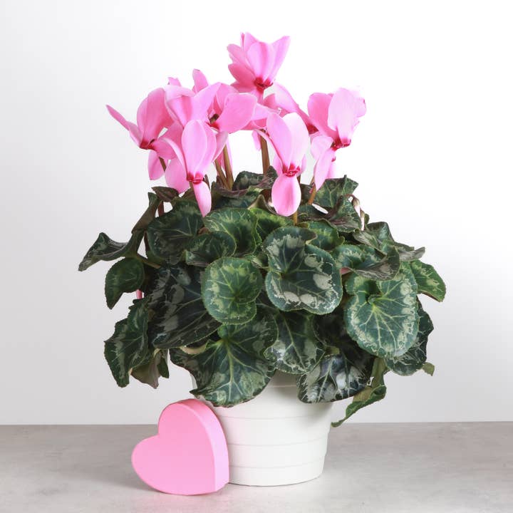 Thorsen's Greenhouse - Wholesale Live Plant - Blooming Cyclamen - Assorted Color - 6" Live Plant