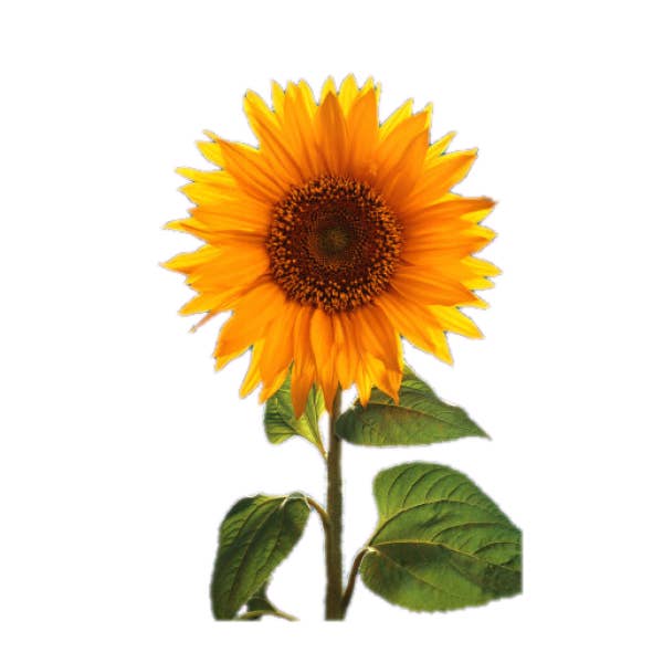 Rise Gardens – wholesale Plant seeds – Sunny Smile Sunflower
