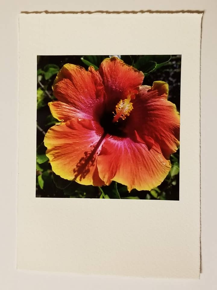 Multicolored Hibiscus Photo Card & Kraft Envelope for wholesale by Kellie Lynne Designs