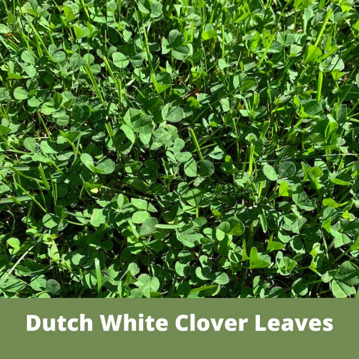 Flawn Seed Kits - Wholesale Plant Seeds - Dutch White Clover Seed Kit Easy Spread Shaker2