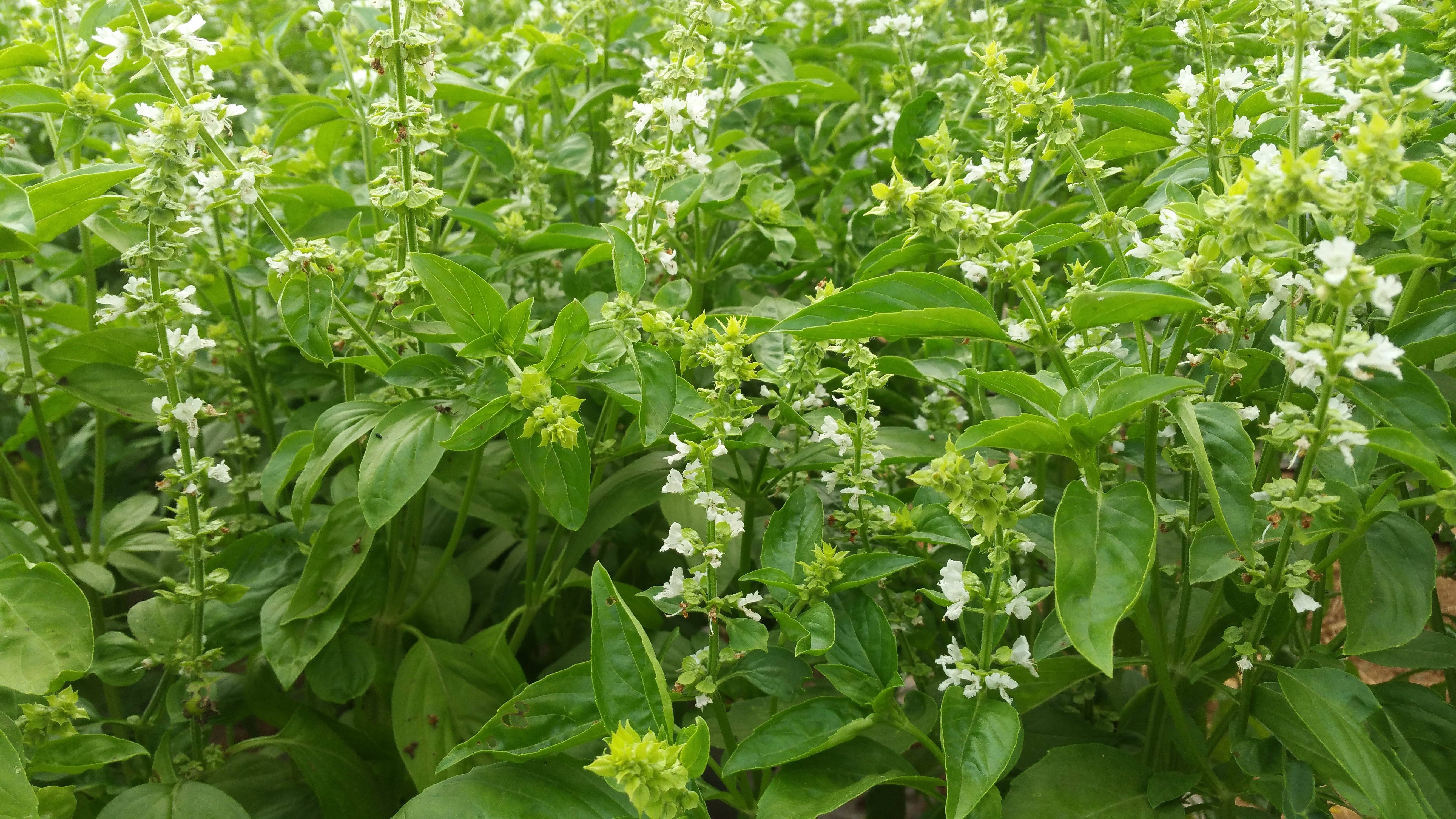 Rayburn Farms - Wholesale Loose Tea - Pisgah Punch7