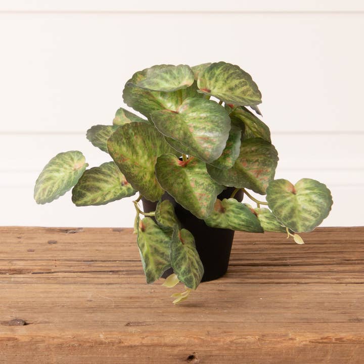 Potted Strawberry Begonia Plant (Pk/02) for wholesale by Audrey's Home & Gift