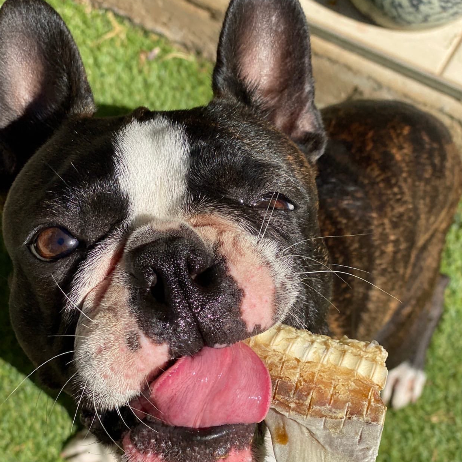 Rover Pet Products - Wholesale Pet Treats - Dog - Blade Runner - Shark Blade2