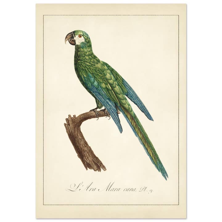 The Night Mana Cana for engroshandel hos Maison de Paloma