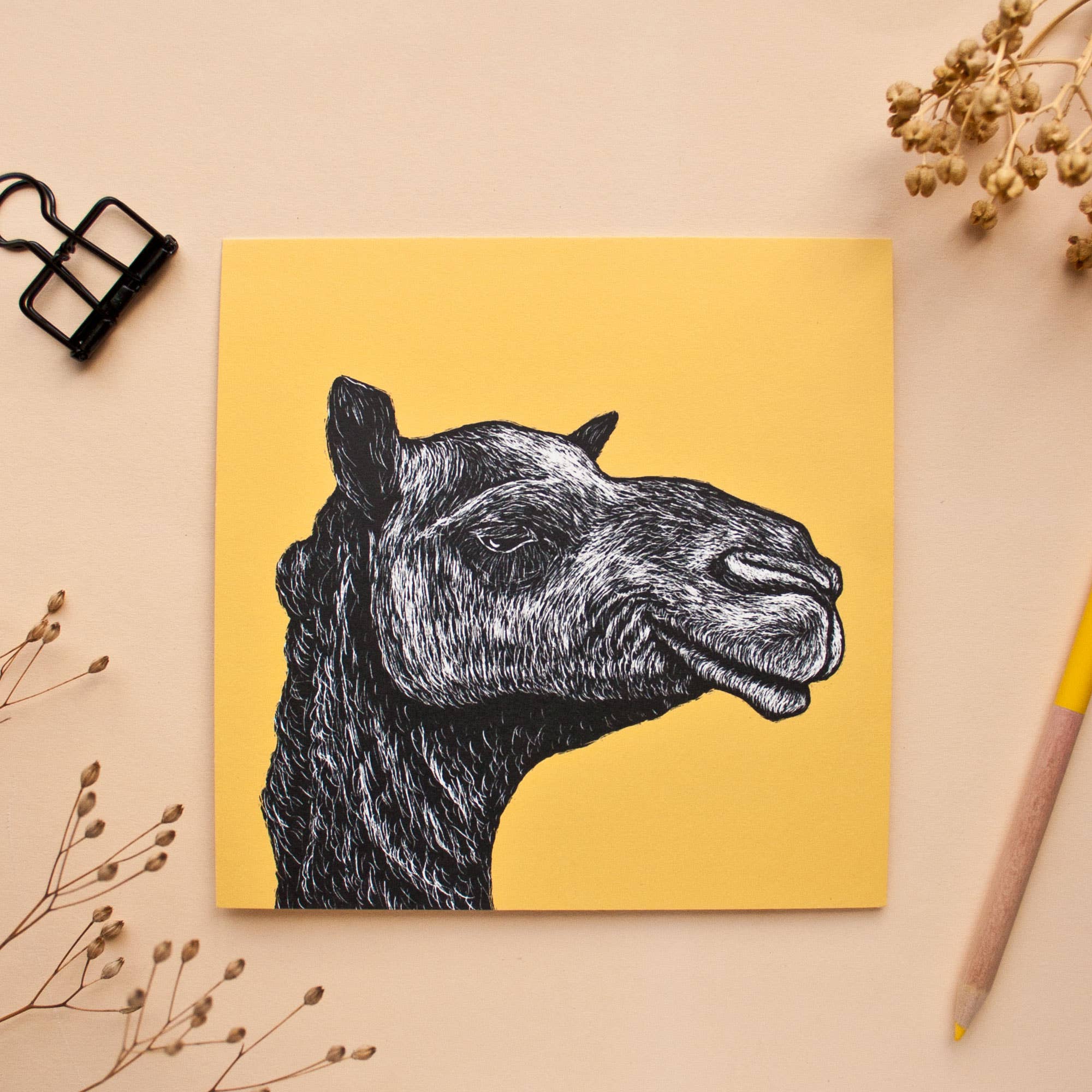 Katja Rub - Wholesale Postcard - Postcard Camel