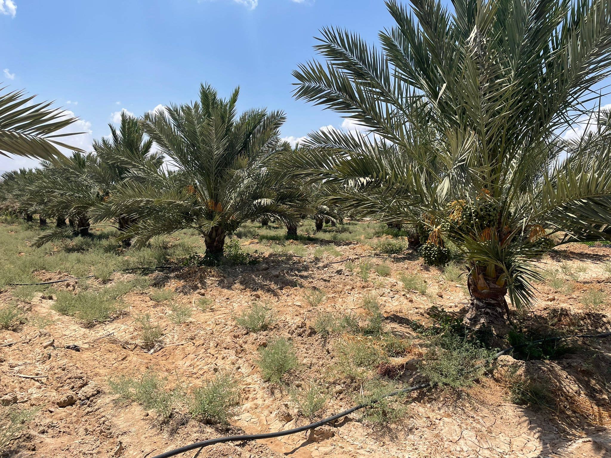 Agnellini Int Srl - Wholesale Dried/Dehydrated Fruit - Medjoul Jumbo dates 1kg 100% natural, Premium quality2